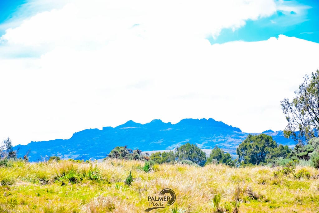 Wildlife Safari in Tsavo National Park