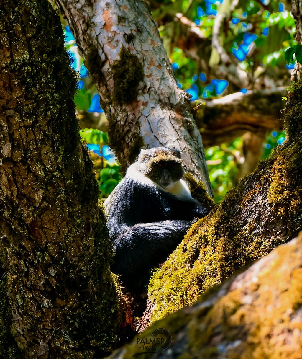 A solitary monkey rests amongst mossy tree branches