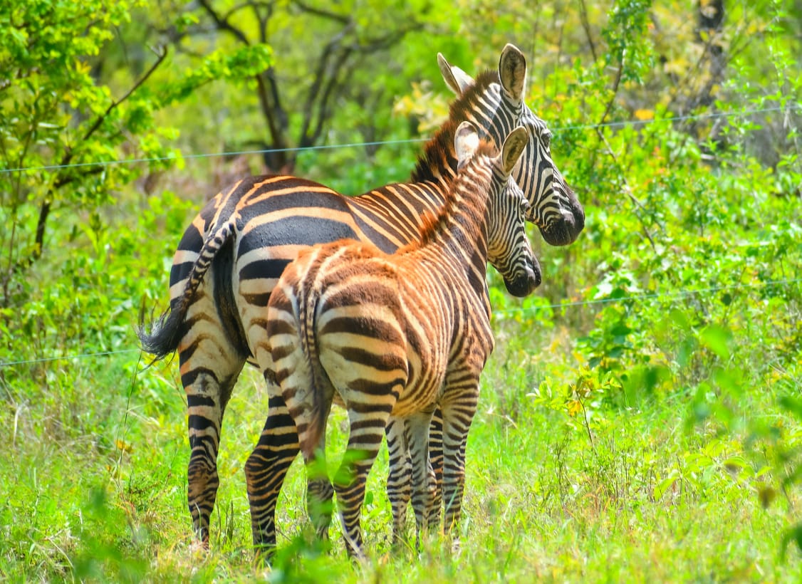 A mother zebra and her foal stand in green grass