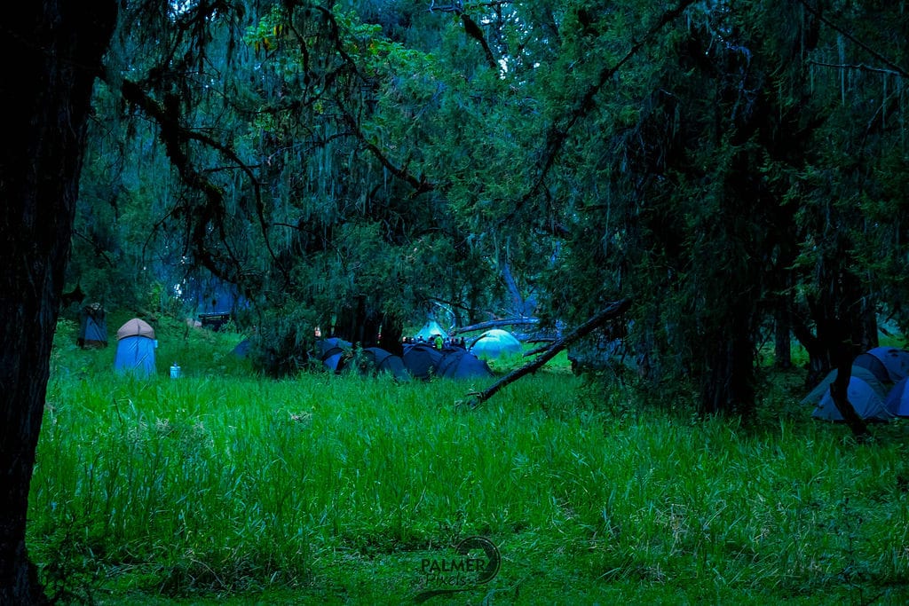 A lush green forest clearing with multiple tents set up