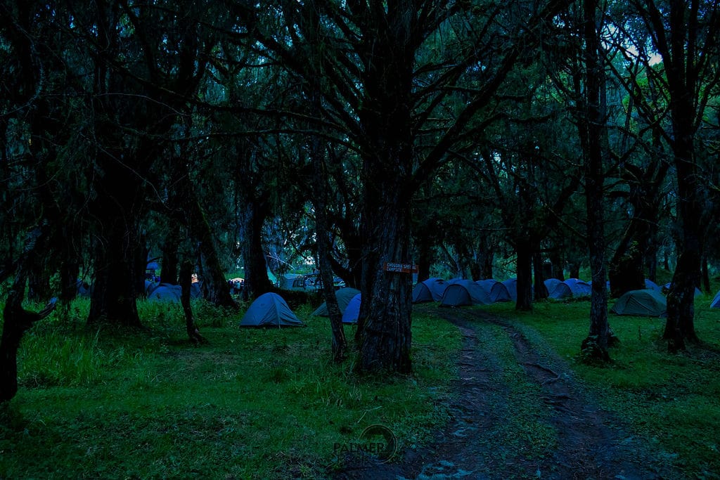 Experience enchanting forest camping with Robby Nature Tours