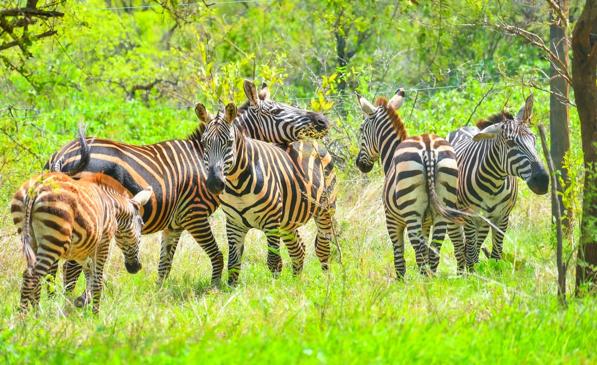 Masai Mara Conservation Project