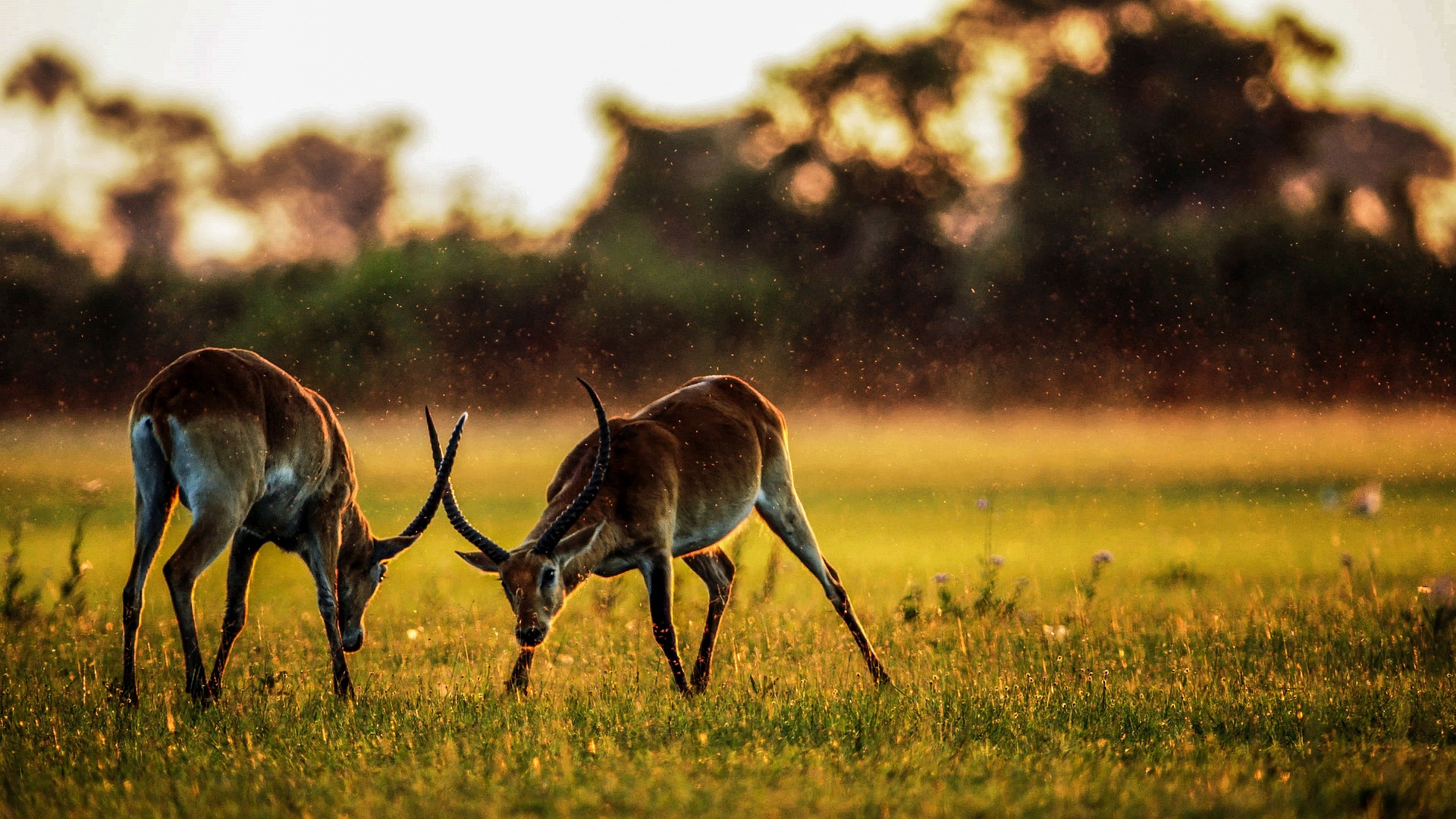 Wildlife Conservation Efforts
