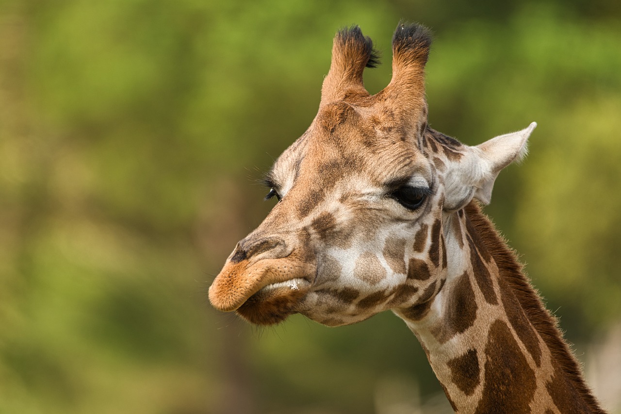 Zoology Tour - Wildlife Tracking